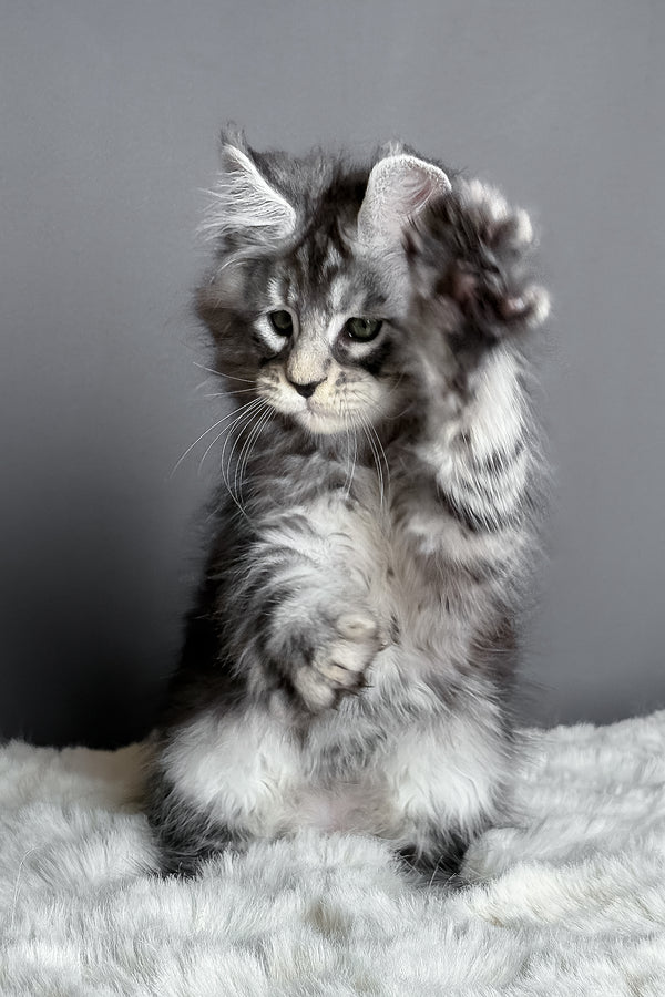 Axel | Maine Coon Kitten