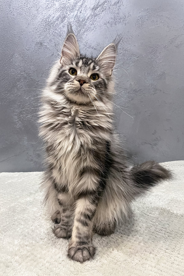 Baffy | Maine Coon Kitten