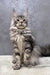 Baffy | Maine Coon Kitten