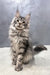 Baffy | Maine Coon Kitten