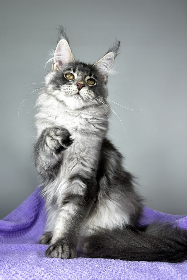 Baileys | Maine Coon Kitten