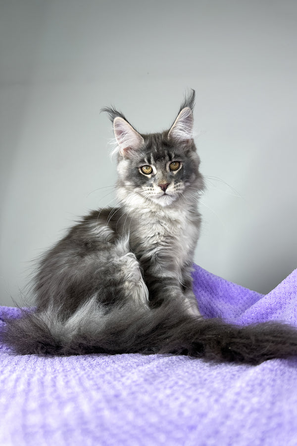 Baileys | Maine Coon Kitten