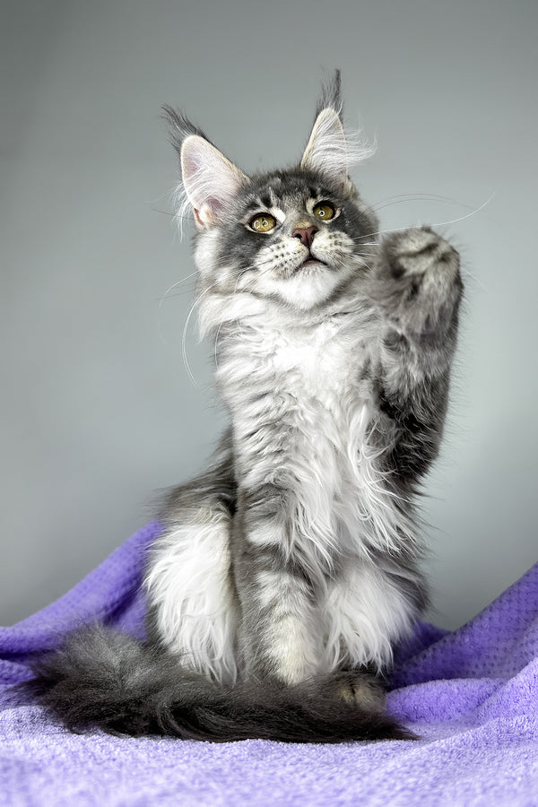 Baileys | Maine Coon Kitten
