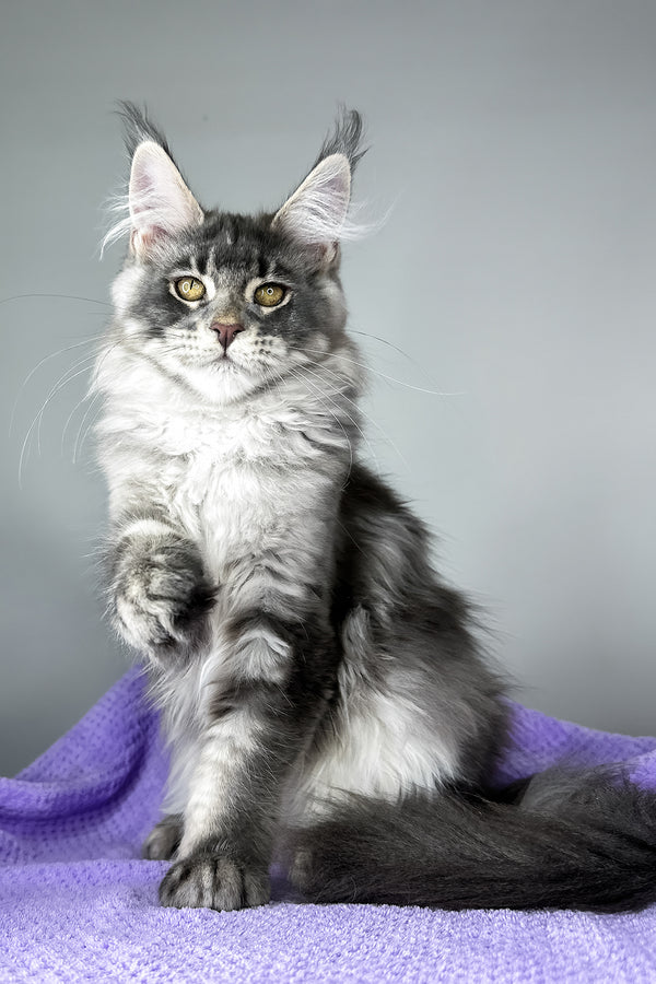 Baileys | Maine Coon Kitten