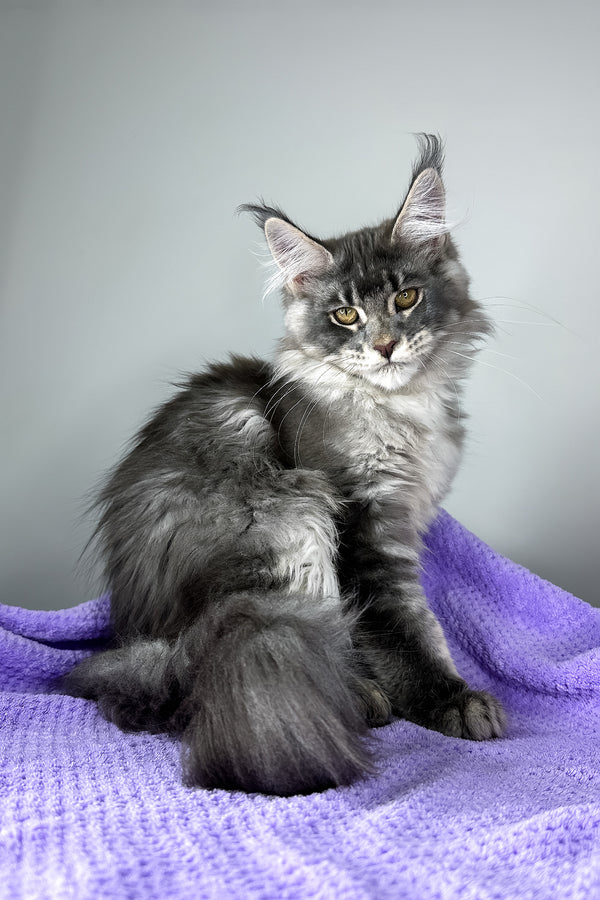 Baileys | Maine Coon Kitten