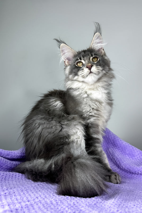 Baileys | Maine Coon Kitten