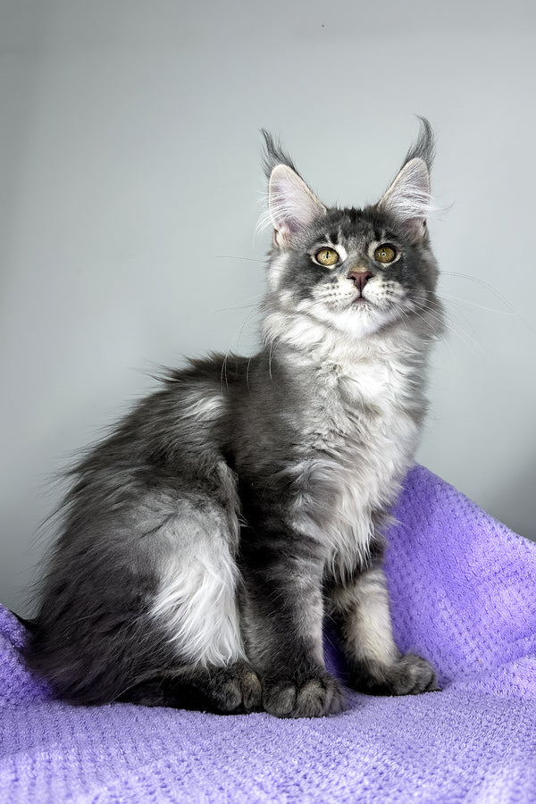 Baileys | Maine Coon Kitten