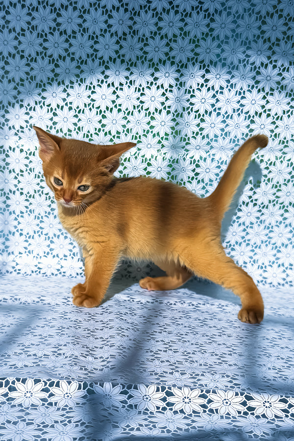 Bakara | Abyssinian Kitten