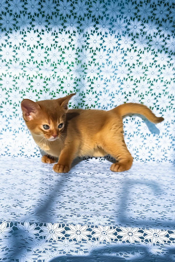 Bakara | Abyssinian Kitten