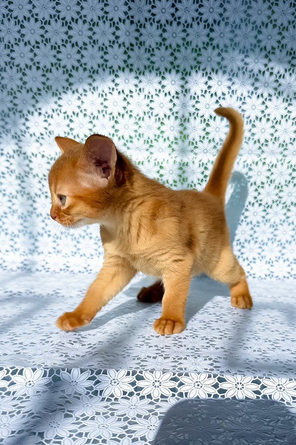 Bakara | Abyssinian Kitten