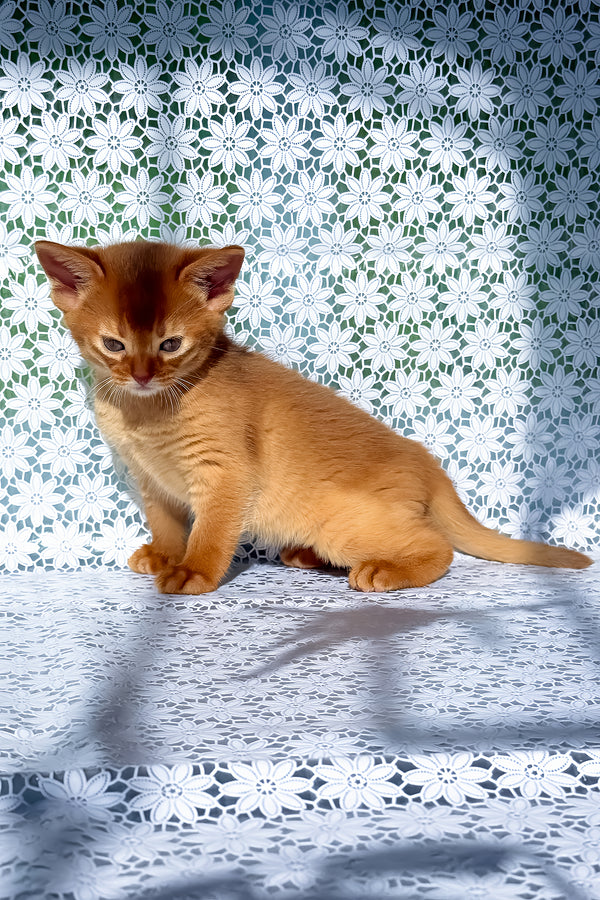 Bakara | Abyssinian Kitten