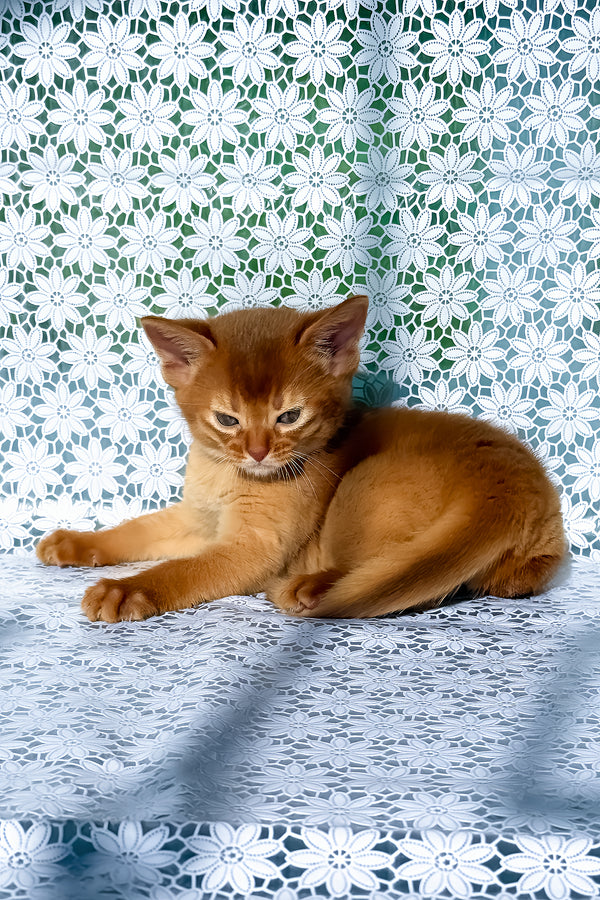Bakara | Abyssinian Kitten