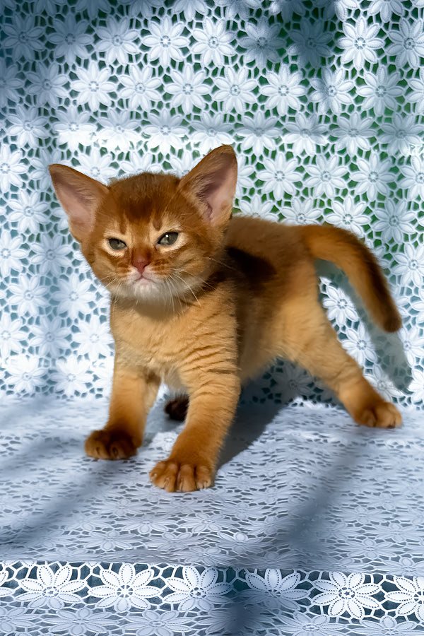 Bakara | Abyssinian Kitten