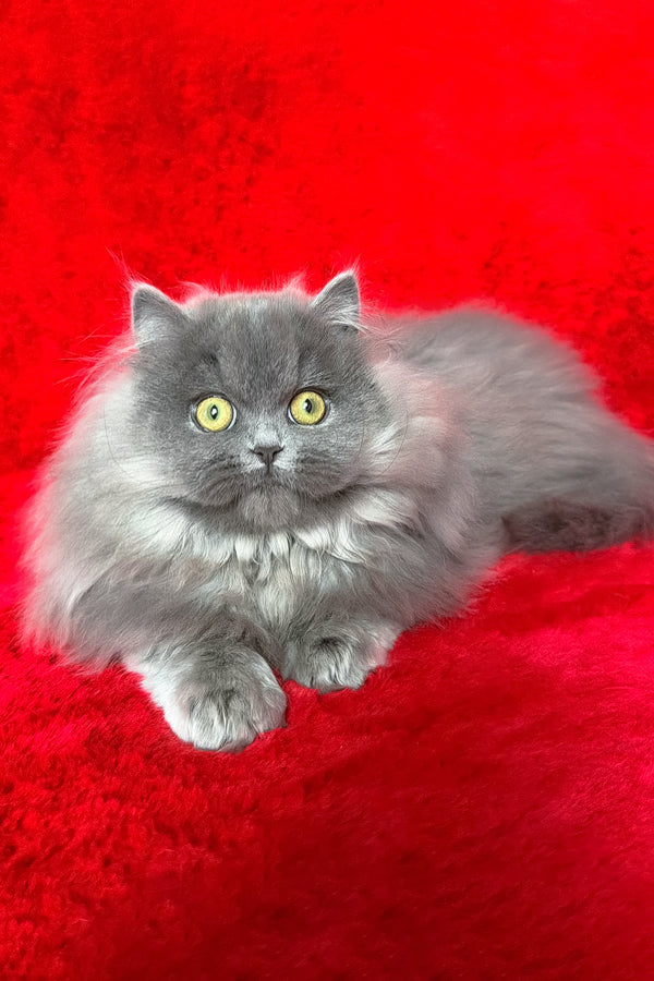 Barbara | Munchkin Longhair Kitten