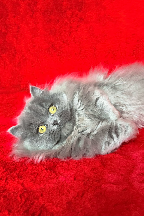Barbara | Munchkin Longhair Kitten