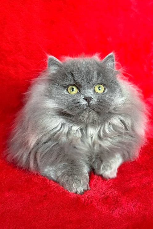 Barbara | Munchkin Longhair Kitten