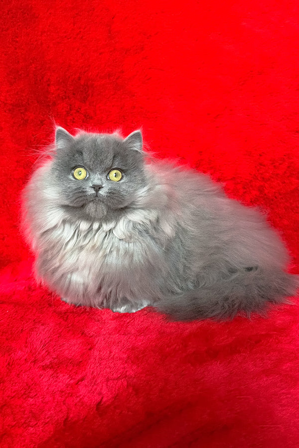 Barbara | Munchkin Longhair Kitten