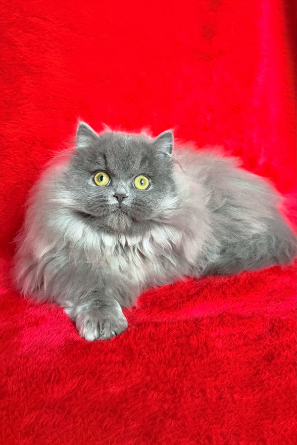 Barbara | Munchkin Longhair Kitten