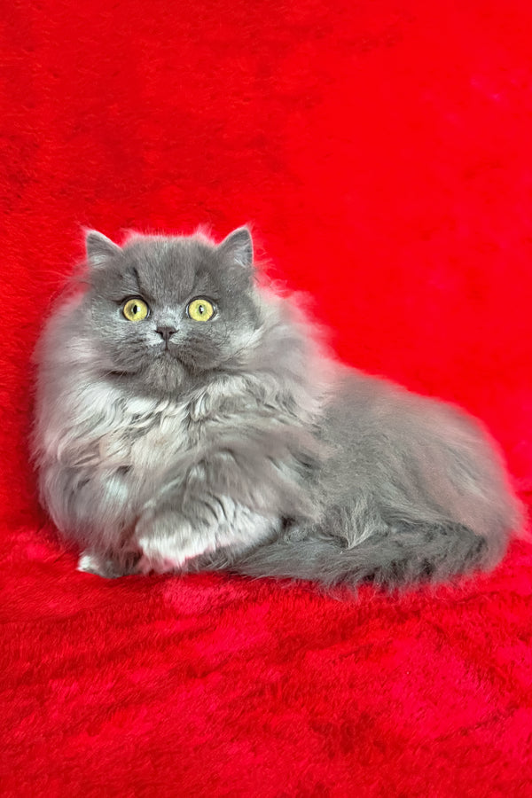 Barbara | Munchkin Longhair Kitten
