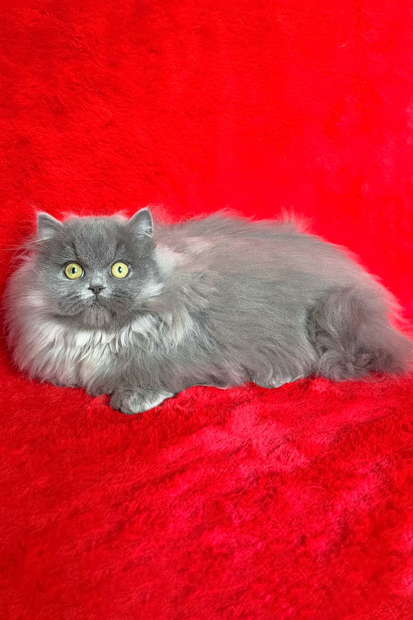 Barbara | Munchkin Longhair Kitten