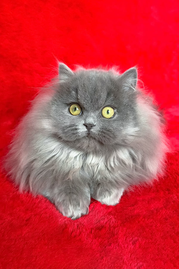 Barbara | Munchkin Longhair Kitten