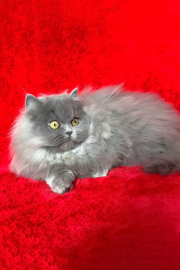 Barbara | Munchkin Longhair Kitten