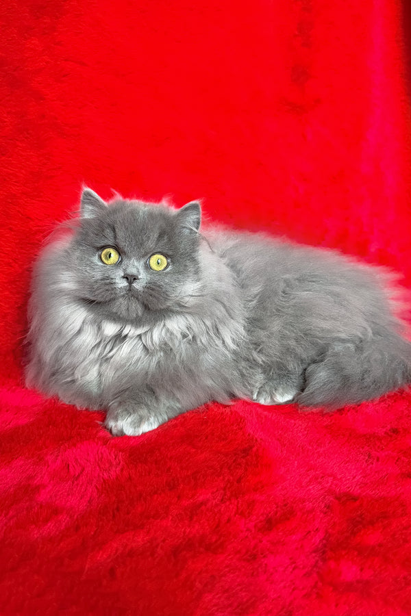 Barbara | Munchkin Longhair Kitten