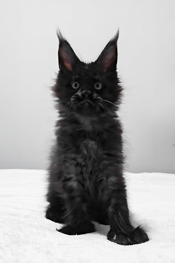 Barcelona | Polydactyl Maine Coon Kitten