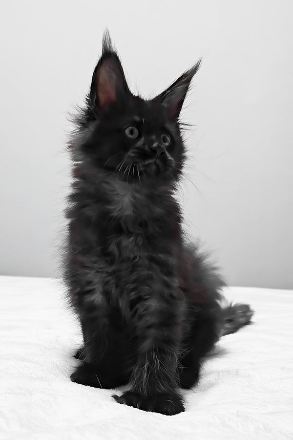 Barcelona | Polydactyl Maine Coon Kitten