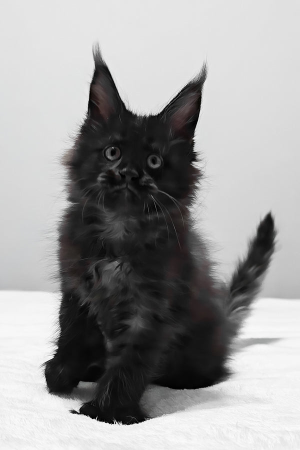 Barcelona | Polydactyl Maine Coon Kitten