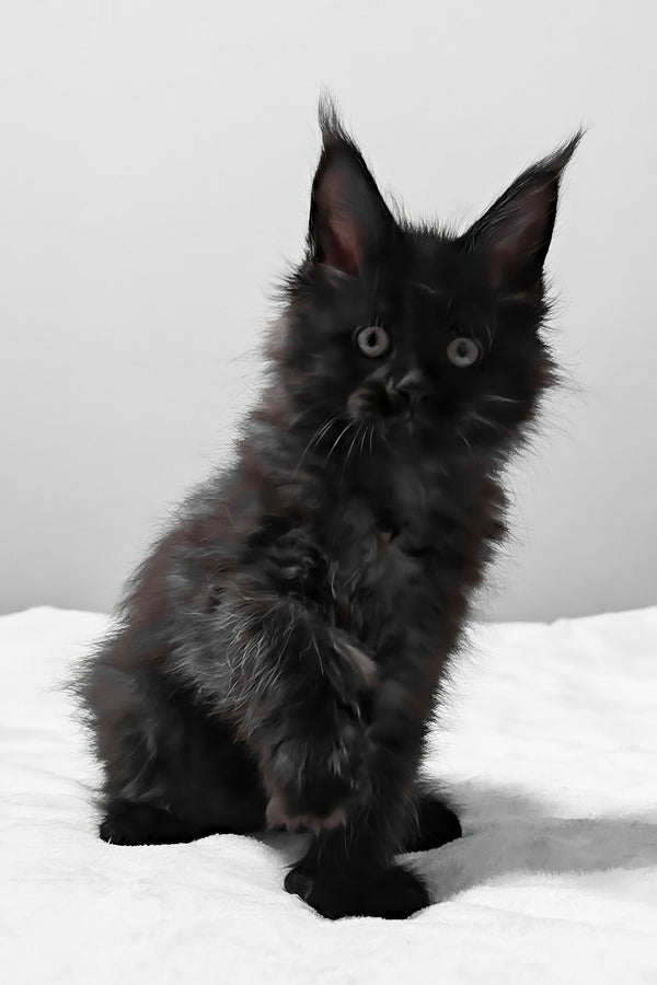 Barcelona | Polydactyl Maine Coon Kitten