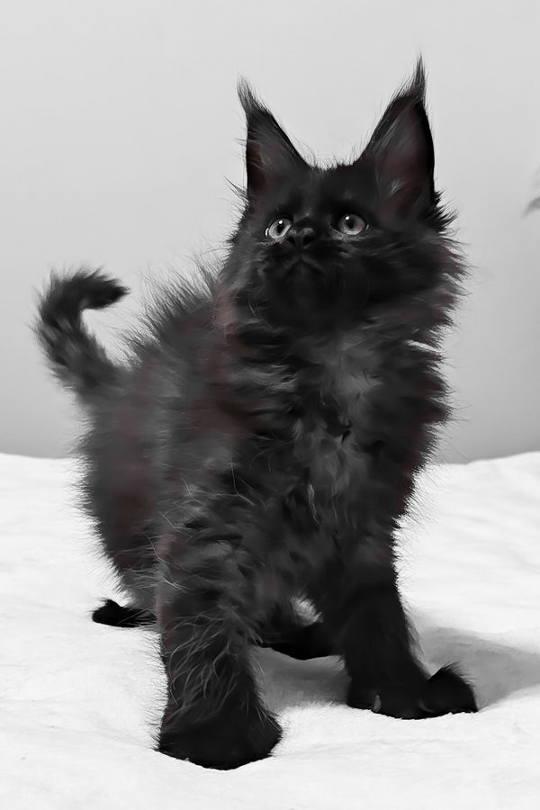 Barcelona | Polydactyl Maine Coon Kitten