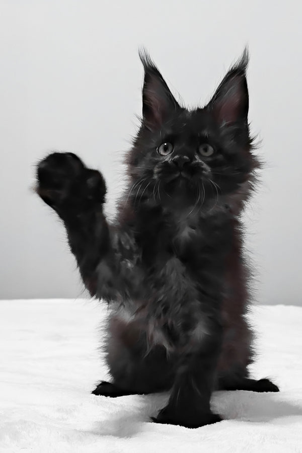 Barcelona | Polydactyl Maine Coon Kitten