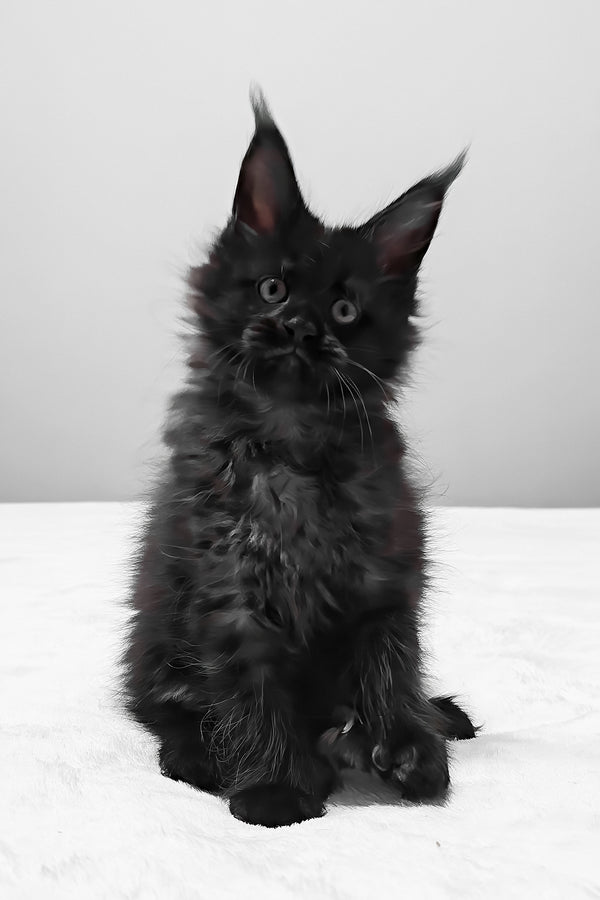 Barcelona | Polydactyl Maine Coon Kitten