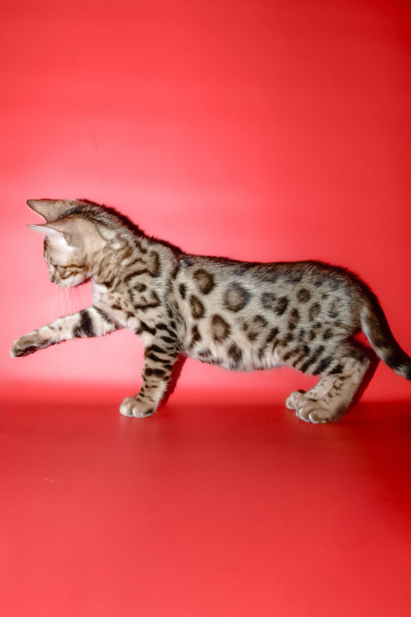 Bassadora | Bengal Kitten