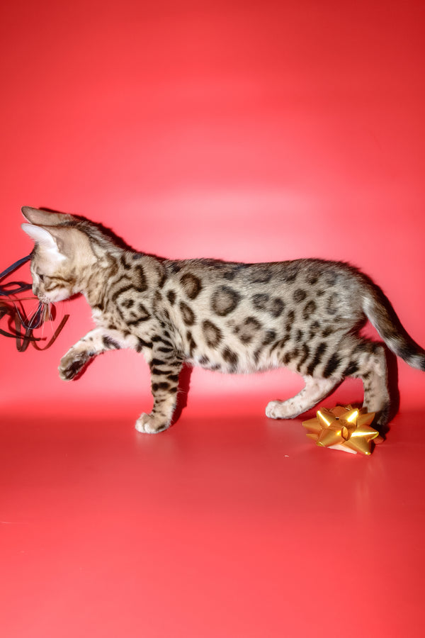 Bassadora | Bengal Kitten