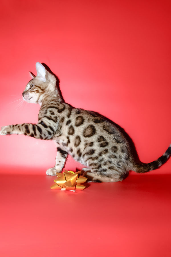 Bassadora | Bengal Kitten