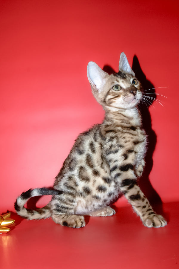 Bassadora | Bengal Kitten
