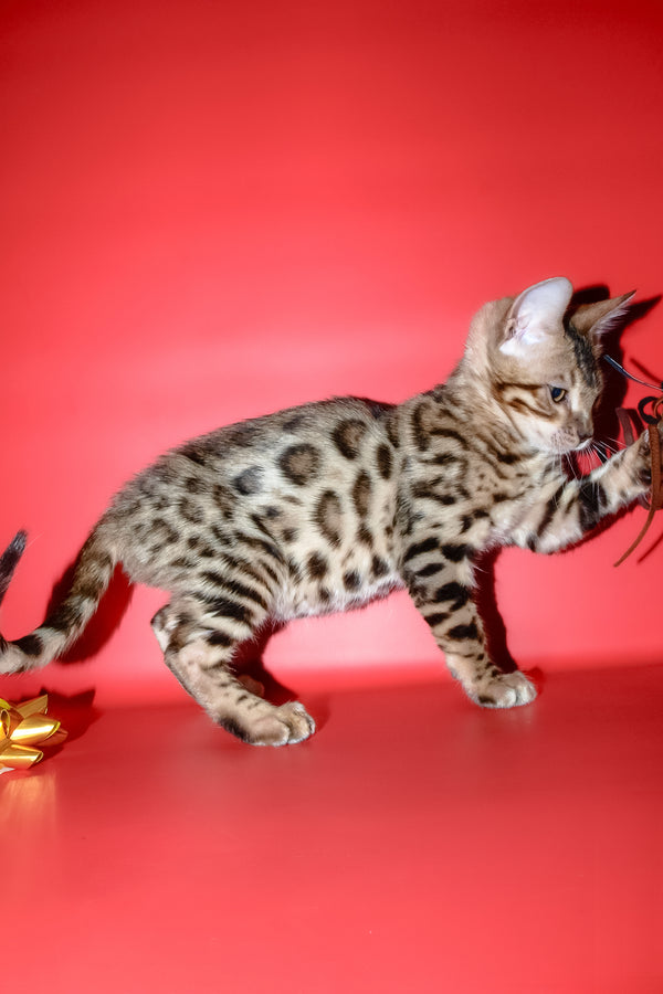 Bassadora | Bengal Kitten