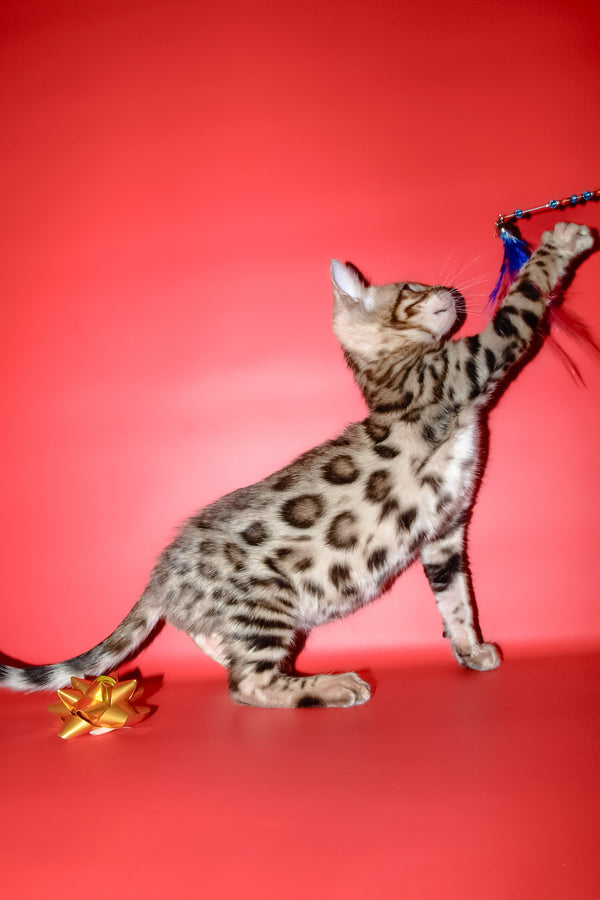 Bassadora | Bengal Kitten