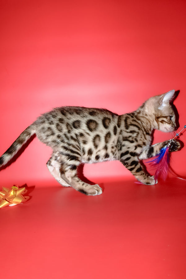 Bassadora | Bengal Kitten