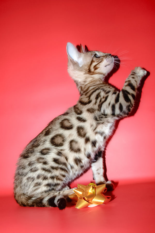 Bassadora | Bengal Kitten