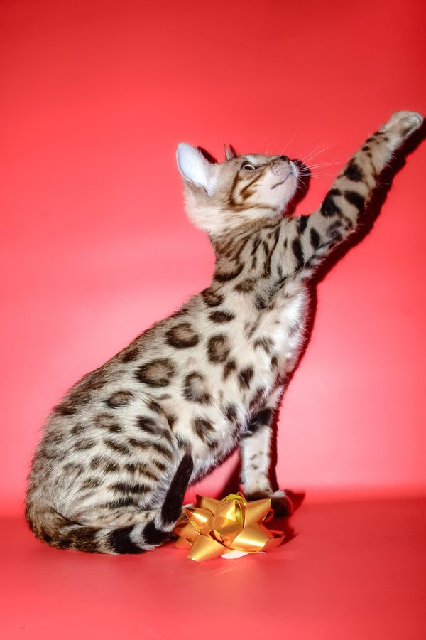 Bassadora | Bengal Kitten