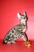 Bassadora | Bengal Kitten