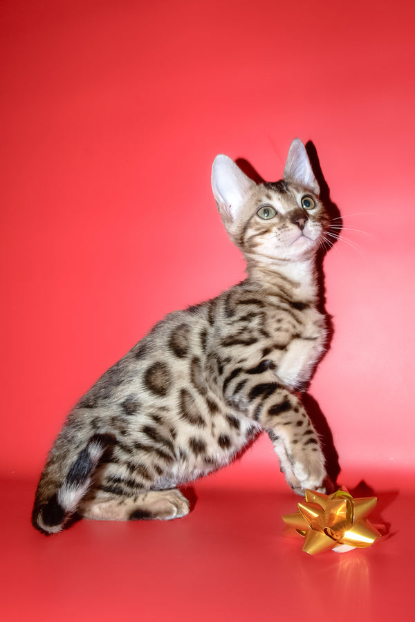 Bassadora | Bengal Kitten