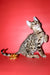 Bassadora | Bengal Kitten