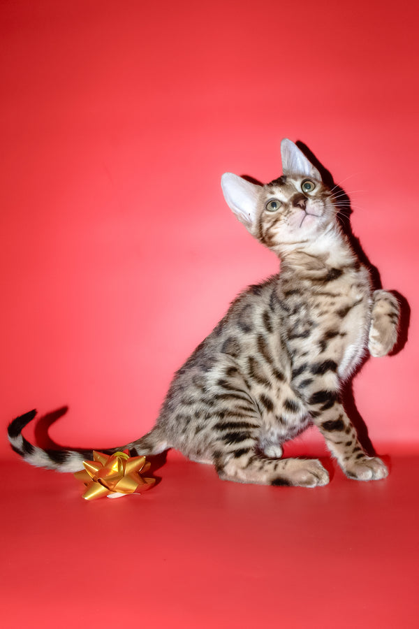 Bassadora | Bengal Kitten