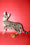 Bassadora | Bengal Kitten