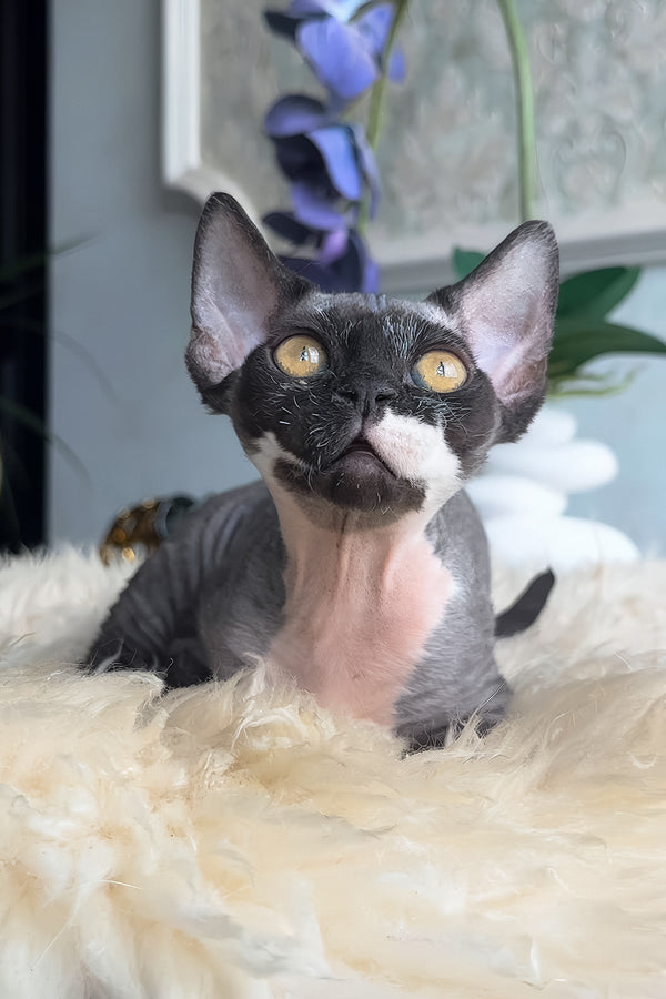 Basya | Devon Rex Kitten