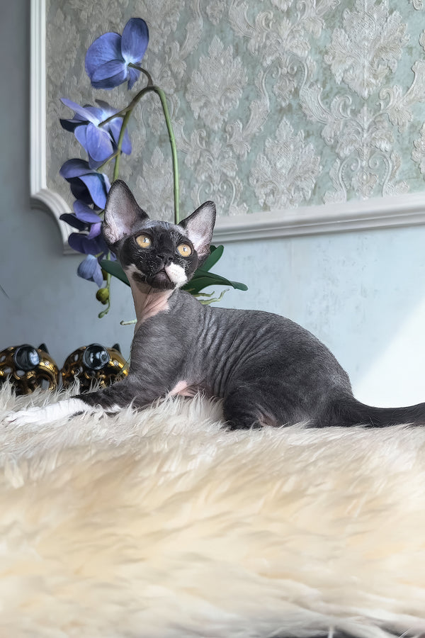 Basya | Devon Rex Kitten